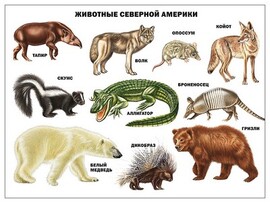 ПЛАКАТ. ЖИВОТНЫЕ СЕВЕРНОЙ АМЕРИКИ доставка оптом в Донецк