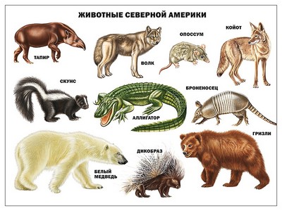 Донецк игрушка оптом ПЛАКАТ. ЖИВОТНЫЕ СЕВЕРНОЙ АМЕРИКИ