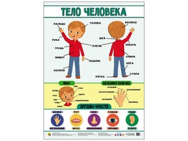 ПЛАКАТ. ТЕЛО ЧЕЛОВЕКА доставка оптом в Донецк