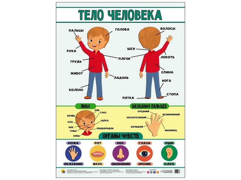 Донецк игрушка оптом ПЛАКАТ. ТЕЛО ЧЕЛОВЕКА