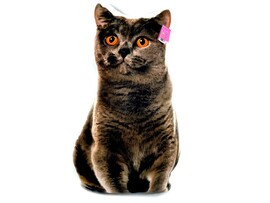 Подушка-игрушка Кошка Британец 67см FPАВ-003 доставка оптом в Донецк