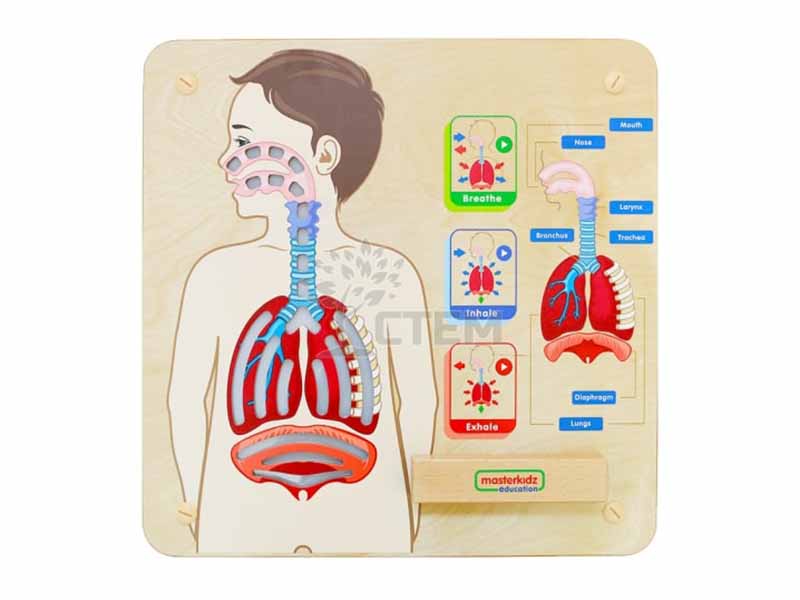 Панель "Дыхательная система"