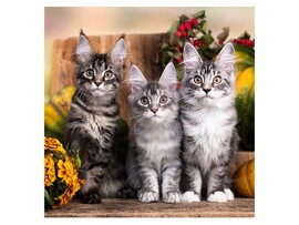 Холст с красками 40х40 см по ном. Внимательные котята. Арт. Х-5620