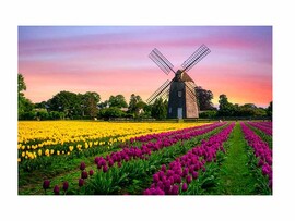 Холст с красками 30х40 см по номерам.  Поле тюльпанов на закате доставка оптом в Донецк